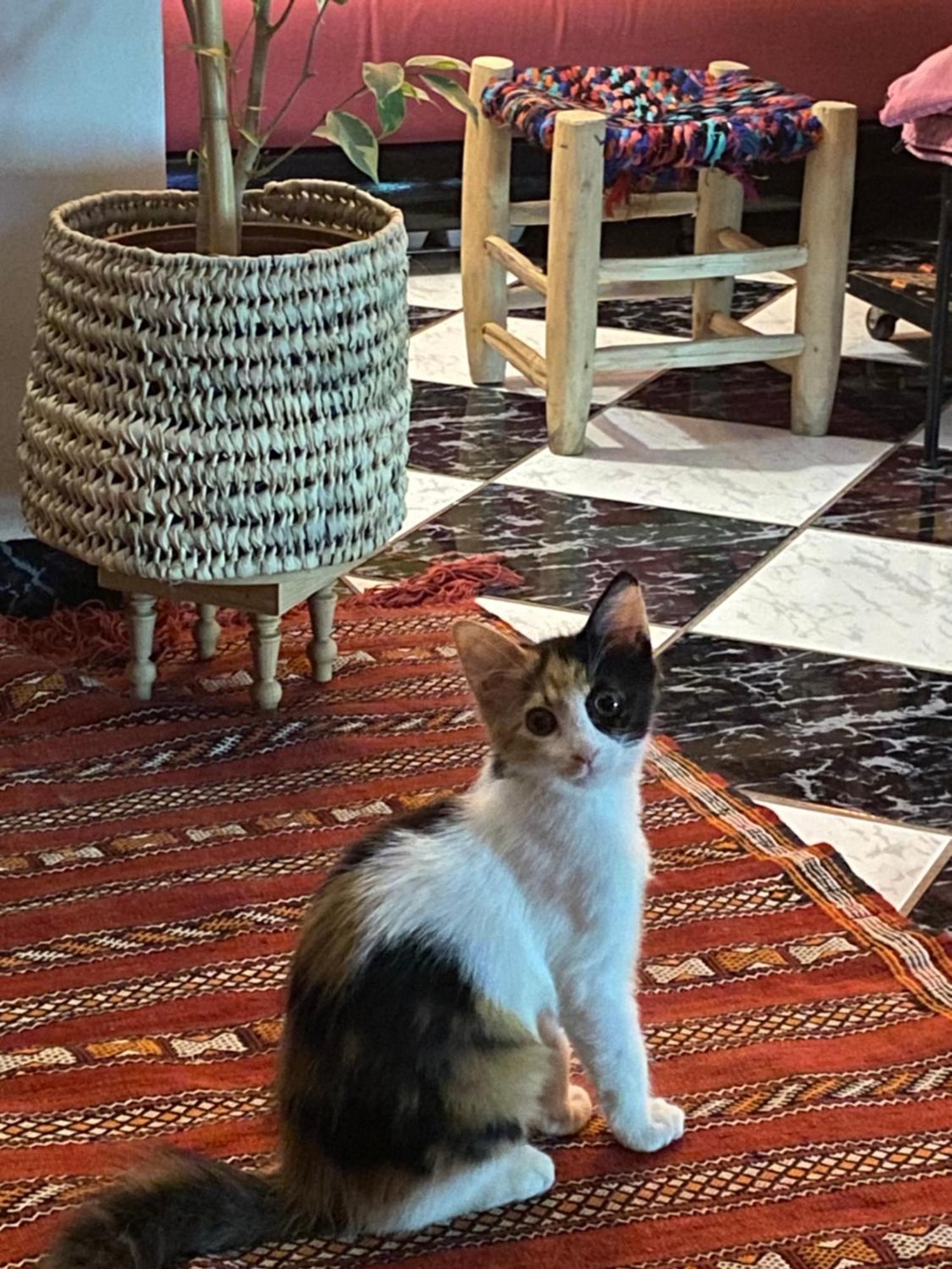 Riad Palmier Fleuri マラケシュ エクステリア 写真